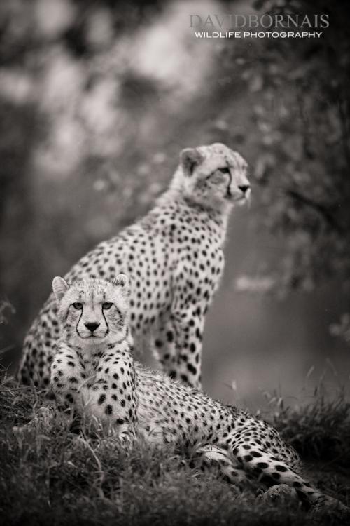 Wildlife Photography in South Africa