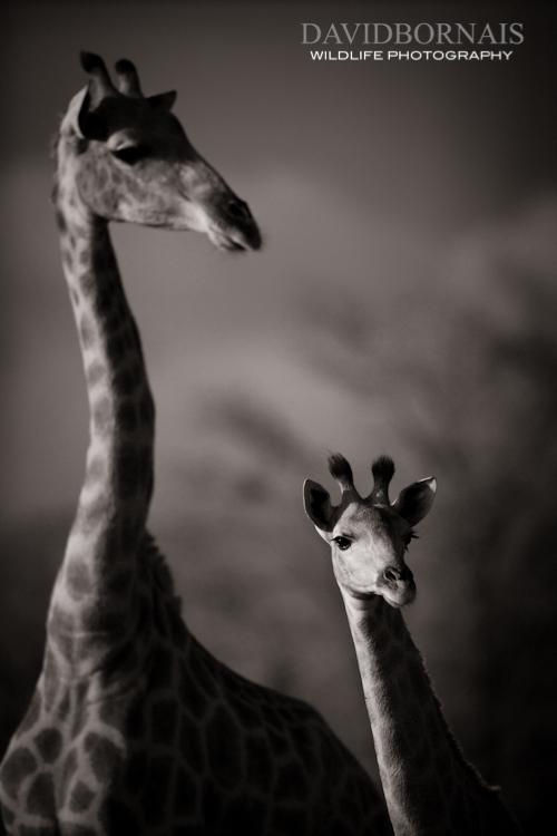 Wildlife Photography in South Africa