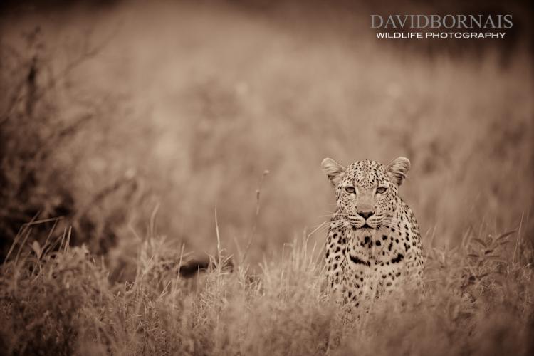 Wildlife Photography in South Africa