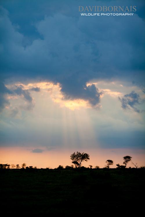 Wildlife Photography in South Africa