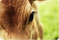 Agonie d'un bovin : la Fondation partie civile Agonie d'un bovin : la Fondation partie civile