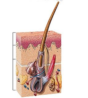 un vendredi au ptit  poèle