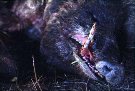 La Traque, sortie DVD