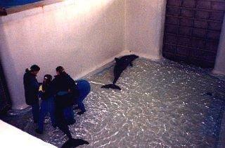 Au parc Astérix ils punissent cruellement les dauphins
