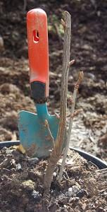 Bouture à la Sainte Catherine