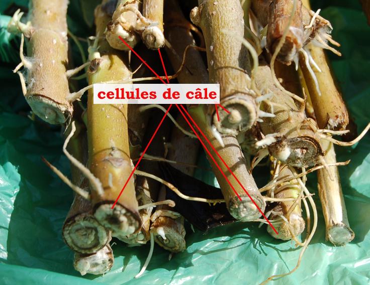 boutures racinées- cale