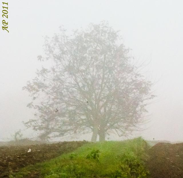 Arbre dans le brouillard II / Tree in the Fog II