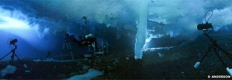 « Saumurite » de la mort filmée en Antarctique