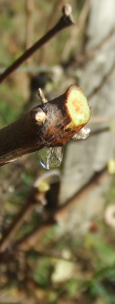 Traenen der Reben - pleurs de vigne