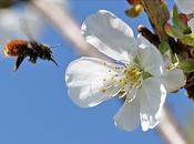 arbres, source nourriture pour abeilles