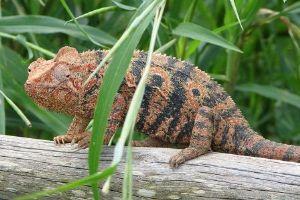 Madagascar : un tiers des espèces de reptiles terrestres sont menacés