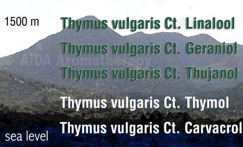 Huile essentielle Chemotypes pour Aromatherapy