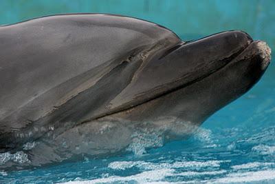 Photographies de dauphins