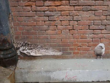 crocoiseau.jpg, nov. 2011 crocoiseau.jpg