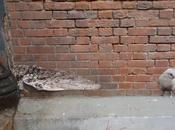 Allemagne, modèle suivre