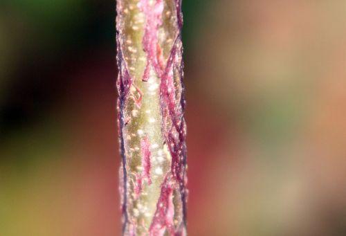 8 acer griseum romi 7 nov 2011 021.jpg