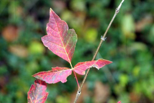 5 acer griseum romi 7 nov 2011 017.jpg
