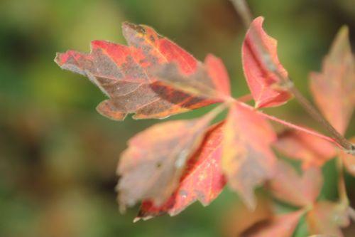 3 acer griseum romi 7 nov 2011 015.jpg