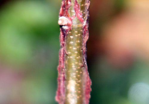 9 acer griseum romi 7 nov 2011 019.jpg