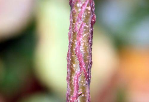 7 acer griseum romi 7 nov 2011 020.jpg