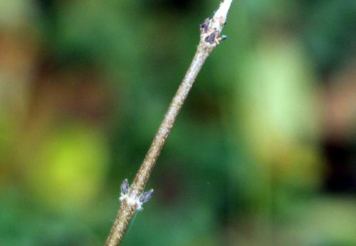 6 acer griseum éc romi 7 nov 2011 018.jpg