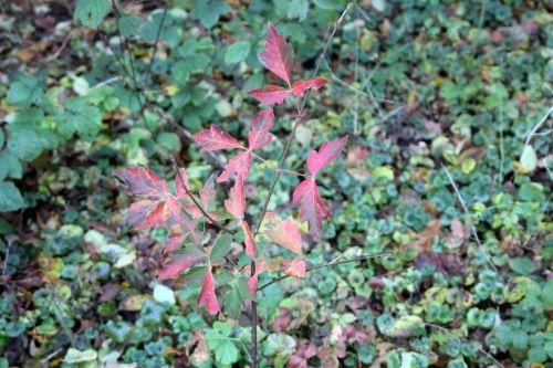 1 acer griseum romi 7 nov 2011 013.jpg