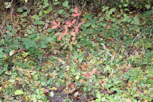 0 acer griseum romi 7 nov 2011 022.jpg