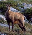 chamois