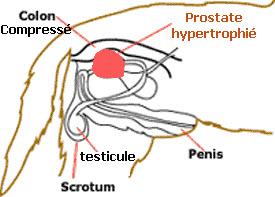 traitement hypertrophie prostate chien