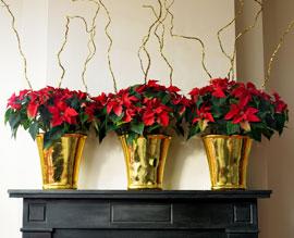 poinsettia