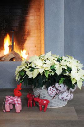 plantes noel