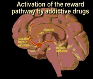 TABAC et DROGUES: La nicotine, une passerelle prouvée vers la cocaïne – Science Translational Medicine