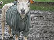 Aide moutons d'abattoir secourus