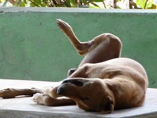 Le dieu des petits riens