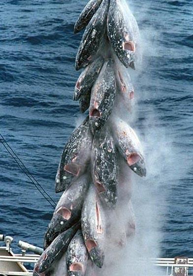 AU DIEU DES THONS / PLEA TO THE GOD OF TUNA