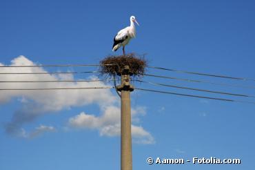 Des millions d'oiseaux décimés par les lignes électriques