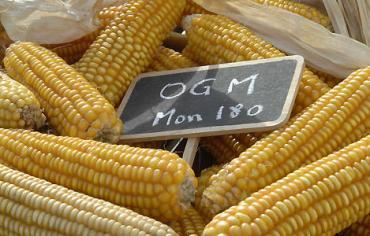 Le maïs OGM MON 810 est réhabilité par le conseil d'Etat