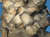 Photo dimanche palmier