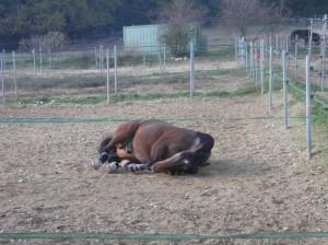 Baptême de la carrière d’obstacle et première chute, héhé !