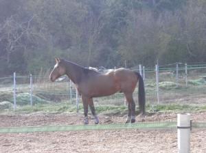 Baptême de la carrière d’obstacle et première chute, héhé !