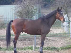 Baptême de la carrière d’obstacle et première chute, héhé !
