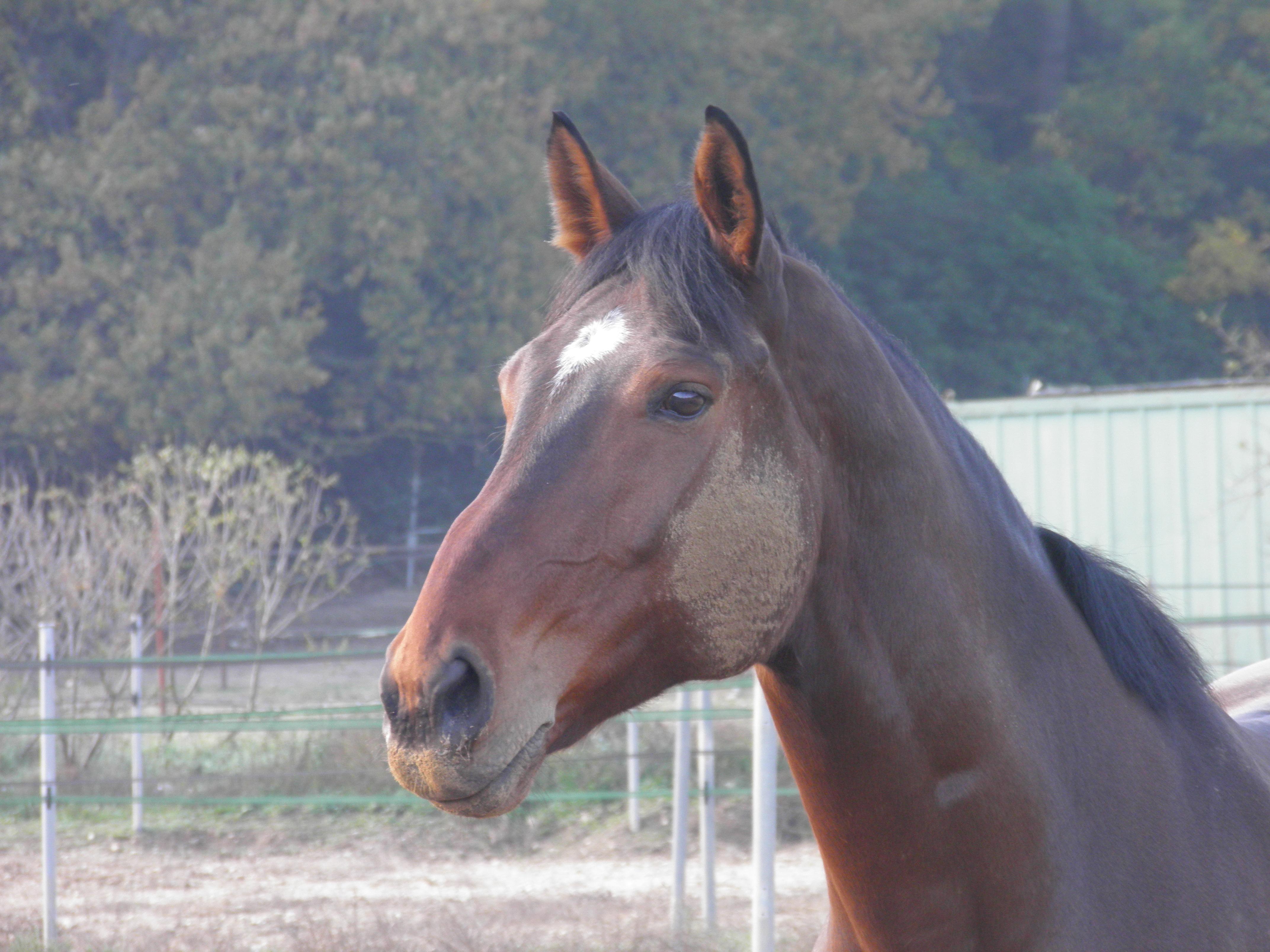 Baptême de la carrière d’obstacle et première chute, héhé !