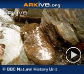ARKive video - Chinese giant salamander moving along stream