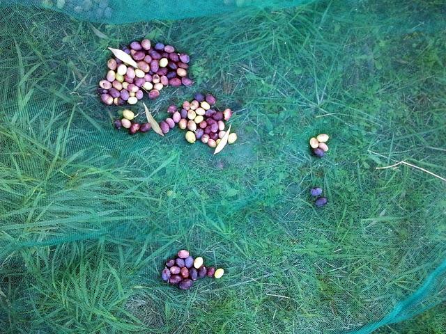 cueillir les olives
