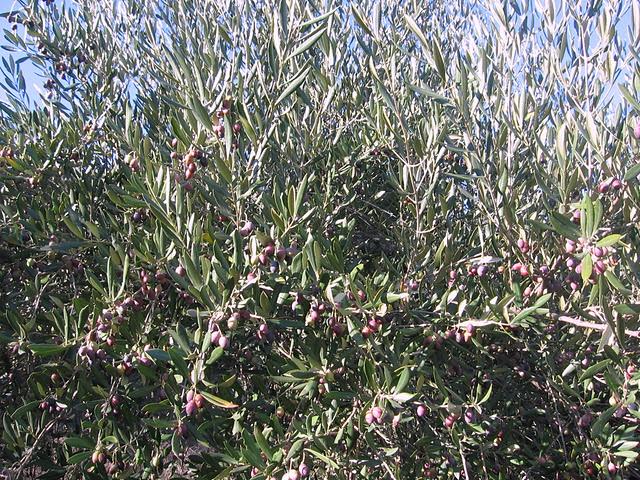 cueillir les olives