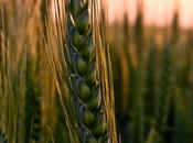 Taxe semences agricoles pour travaillent élus