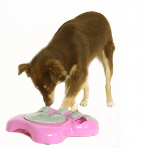 Stimulez l’activité de votre chien avec le bol Aikiou !