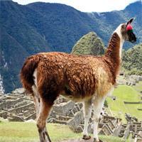 Gagnez un fabuleux voyage au Pérou et 50 tabliers collector La Ratte du Touquet !