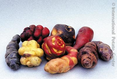 Pérou, Bolivie, pays historiques de la pomme de terre