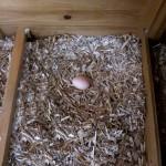 Jardin-Bricolage : Objectif : installer des poules pour avoir des œufs frais tous les jours (4/4) !